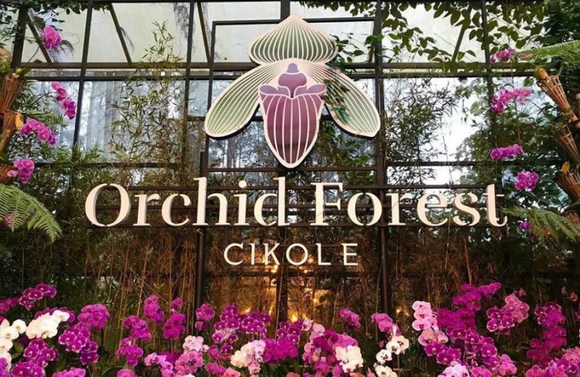 Pesona Orchid Forest Cikole yang Mengagumkan