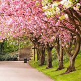 Tempat Wisata Jabar Taman Sakura