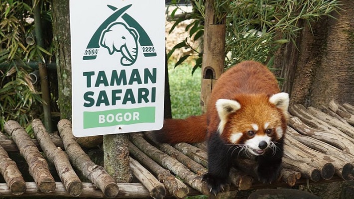 Taman Safari Indonesia Cisarua, Koleksi Fauna Lengkap dan Wahan Permainan Seru