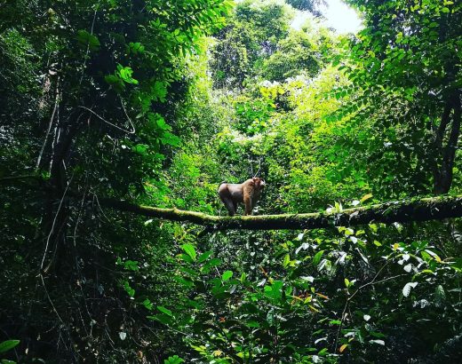 Taman Nasional Gunung Leuser